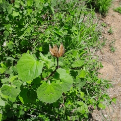 Hibiscus calyphyllus