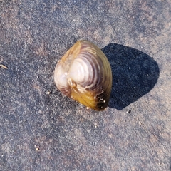 Corbicula fluminea