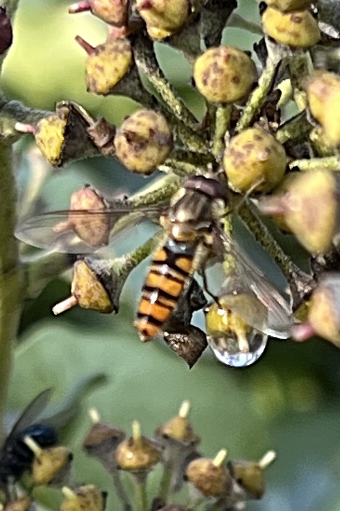 Marmalade Hover Fly from Mladá Boleslav, Středočeský, Czechia on