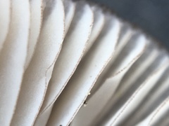 Mycena seynii