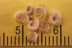 Gyraulus parvus
