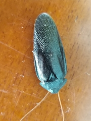 Blaberidae