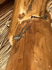 Anolis sagrei