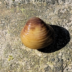 Corbicula fluminea