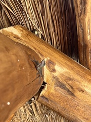 Anolis sagrei