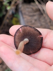 Psathyrella piluliformis