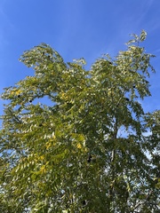 Juglans hindsii