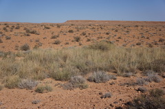 Stipagrostis ciliata