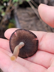 Psathyrella piluliformis