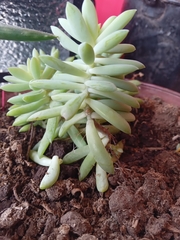 Sedeae