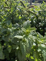 Mentha spicata