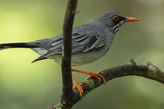 Turdus plumbeus