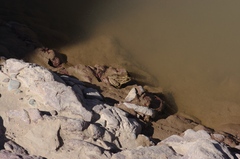 Pelophylax saharicus