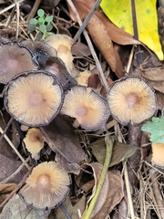 Psathyrella piluliformis