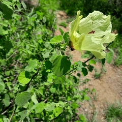 Hibiscus calyphyllus