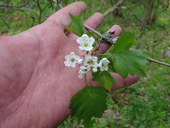 Crataegus pruinosa