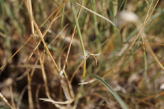 Stipagrostis ciliata