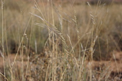 Stipagrostis ciliata