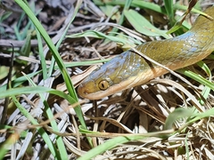 Lycodonomorphus rufulus