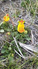 Calceolaria uniflora × polyrhiza