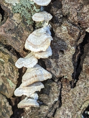 Trametes pubescens