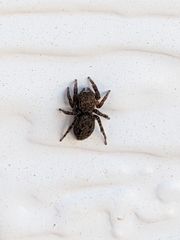 Euophrys