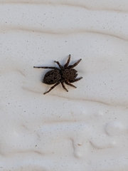Euophrys