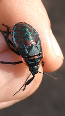 Alcaeorrhynchus grandis