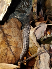 Philomycus carolinianus