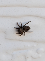 Euophrys