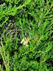 Hyperolius marmoratus taeniatus