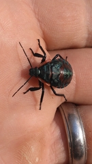 Alcaeorrhynchus grandis