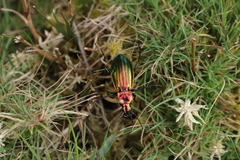 Carabus lineatus