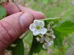 Crataegus pruinosa