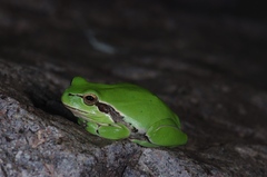 Hyla meridionalis