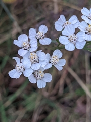 Achillea millefolium