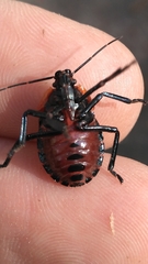 Alcaeorrhynchus grandis