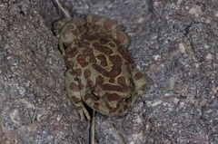Sclerophrys mauritanica