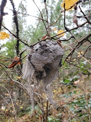 Dolichovespula maculata