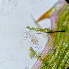Collotheca