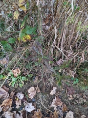 Achillea millefolium