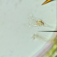 Collotheca