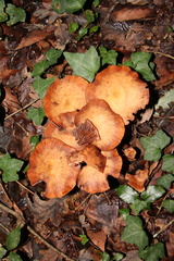 Physalacriaceae