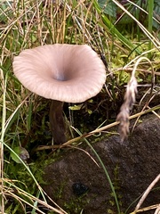 Pseudoclitocybe