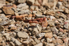 Sphingonotus scabriculus