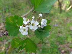 Crataegus pruinosa