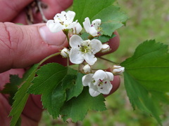 Crataegus pruinosa