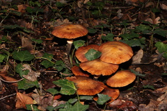 Physalacriaceae