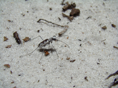 Ellipsoptera hirtilabris