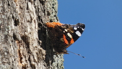 Vanessa atalanta